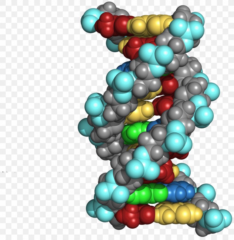 The Double Helix: A Personal Account Of The Discovery Of The Structure Of DNA Molecular Biology Book Writing, PNG, 1052x1077px, Dna, Art, Bead, Book, Cell Download Free