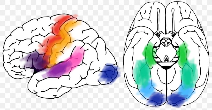 Cortical Stimulation Mapping Brain Mapping Memory Neurophysiology, PNG, 1200x624px, Watercolor, Cartoon, Flower, Frame, Heart Download Free