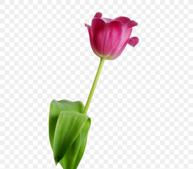 Tulip Flower Petal, PNG, 500x722px, Tulip, Bud, Cut Flowers, Flower, Flowering Plant Download Free
