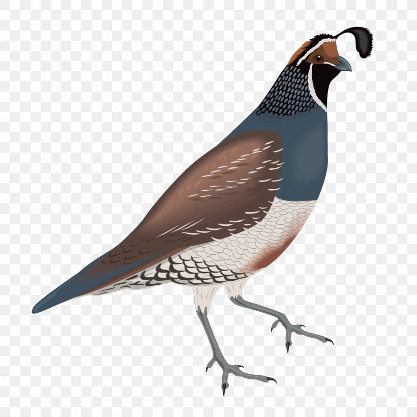 Common Quail California Quail Clip Art, PNG, 1500x1500px, Quail, Beak, Bird, California Quail, Common Quail Download Free