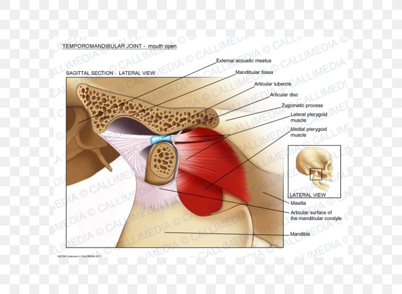 Temporomandibular Joint Dysfunction Anatomy Mandible, PNG, 600x600px, Watercolor, Cartoon, Flower, Frame, Heart Download Free