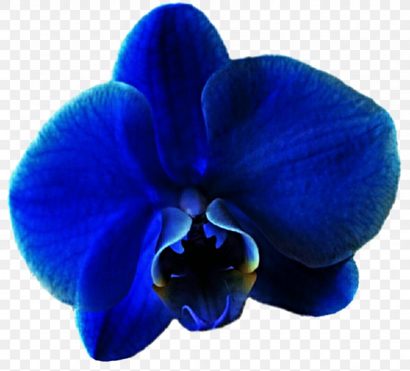 Blue Moth Orchids Violet Flower, PNG, 1024x928px, Blue, Cobalt Blue, Electric Blue, Flower, Flowering Plant Download Free