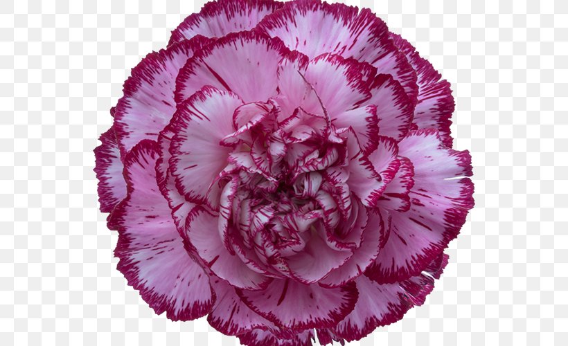 Carnation Rose Cut Flowers Birth Flower Glass, PNG, 600x500px, Carnation, Begonia, Birth Flower, Cut Flowers, Dianthus Download Free