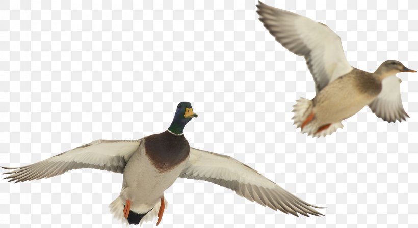 Duck American Pekin Bird Goose Mallard, PNG, 1600x875px, Duck, American Pekin, Anatidae, Animal, Anseriformes Download Free