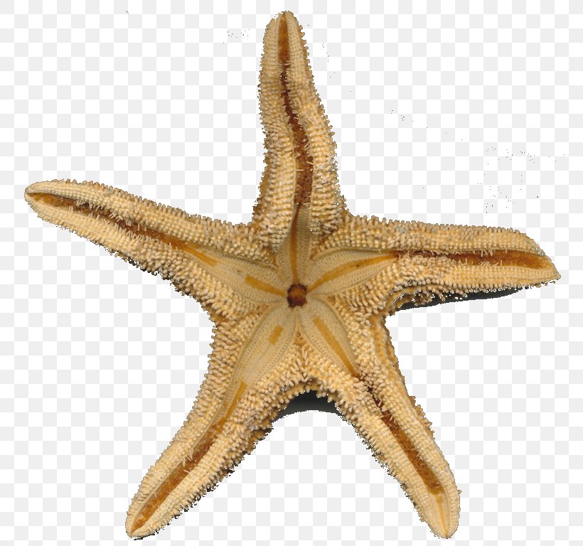 Starfish Marine Invertebrates Play, PNG, 780x768px, Starfish, Animal, Child, Cowry, Curiosity Download Free