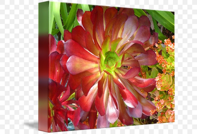 Succulent Plant Fine Art Printmaking Garden, PNG, 650x560px, Succulent Plant, Annual Plant, Art, Cut Flowers, Dahlia Download Free