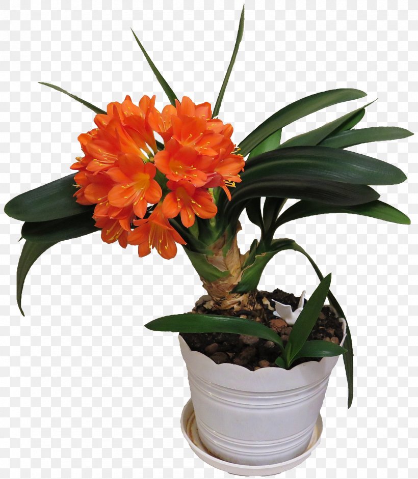 Clivia Cut Flowers Ornamental Plant Houseplant, PNG, 1686x1935px, Clivia, Blossom, Cut Flowers, Dracaena, Flower Download Free