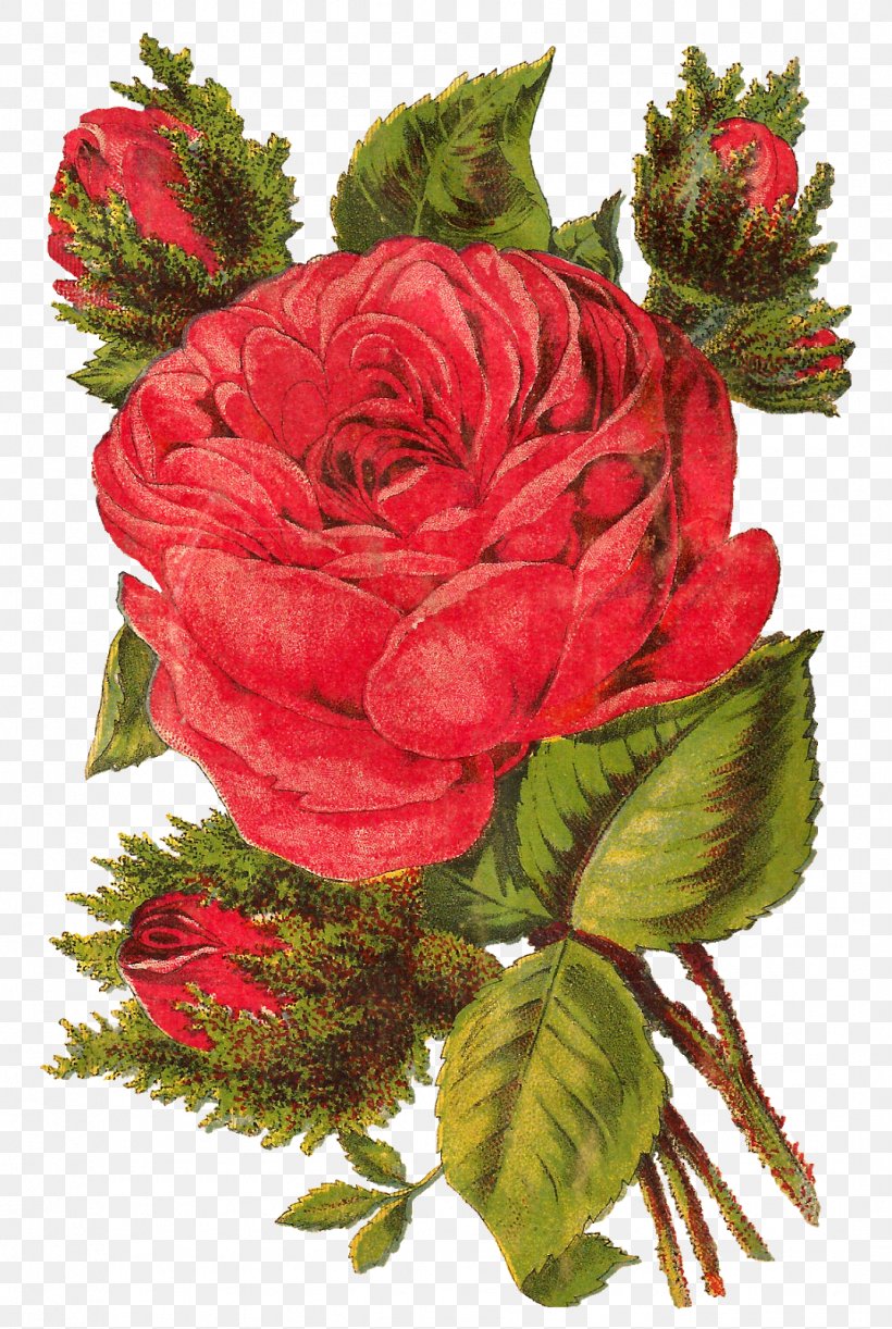 Cut Flowers Garden Roses Centifolia Roses Floral Design, PNG, 1073x1600px, Flower, Centifolia Roses, Cut Flowers, Floral Design, Floristry Download Free