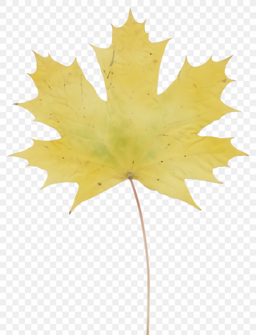 Maple Leaf, PNG, 1748x2292px, Watercolor, Black Maple, Flowering Plant, Leaf, Maple Leaf Download Free