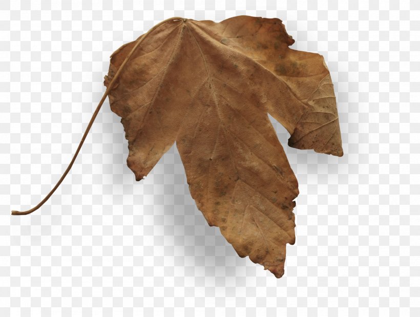 Autumn Leaves Leaf, PNG, 2000x1510px, Autumn Leaves, Autumn, Autumn Leaf Color, Designer, Fur Download Free