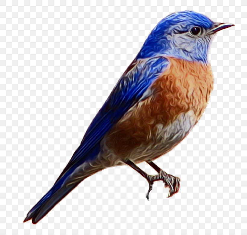 Bird Eastern Bluebird Bluebird Beak Songbird, PNG, 788x781px, Watercolor, Beak, Bird, Bluebird, Eastern Bluebird Download Free