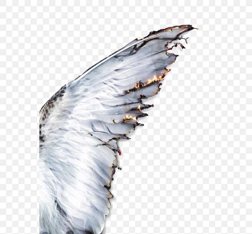 Daedalus Icarus Wing Greek Mythology Feather, PNG, 564x763px, Daedalus, Aesthetics, Angel, Art, Demon Download Free