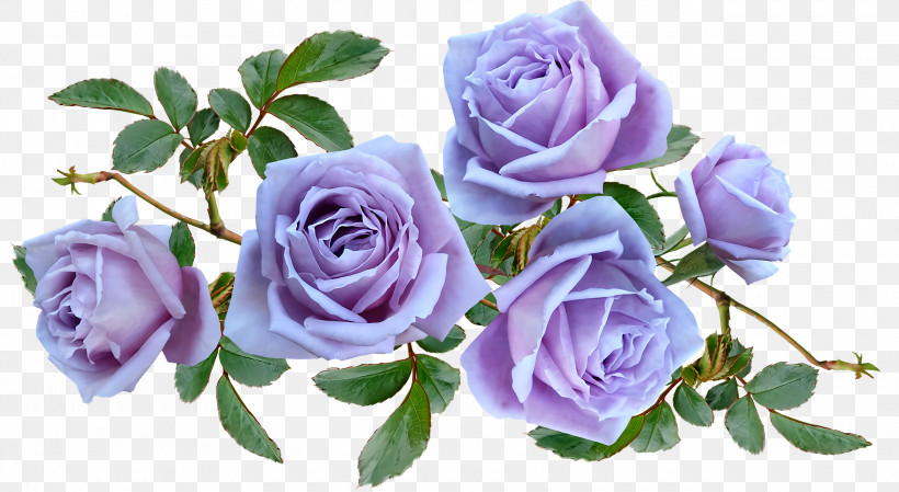 Garden Roses, PNG, 2560x1402px, Cabbage Rose, Artificial Flower, Blue, Blue Rose, Cut Flowers Download Free