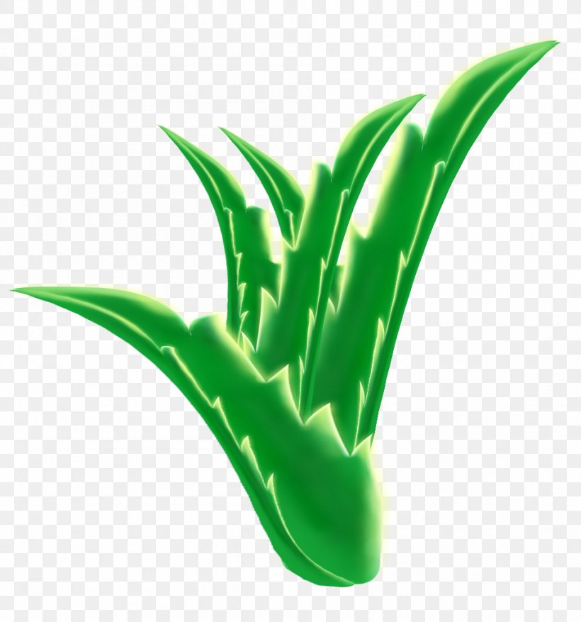 Aloe Vera No, PNG, 950x1017px, Aloe Vera, Aloe, Grass, Green, International Aloe Science Council Download Free