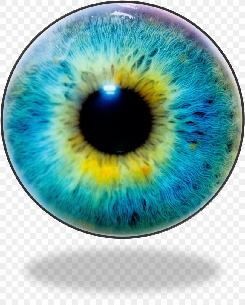 Human Eye Iris Recognition Eye Color, PNG, 1169x1455px, Watercolor, Cartoon, Flower, Frame, Heart Download Free
