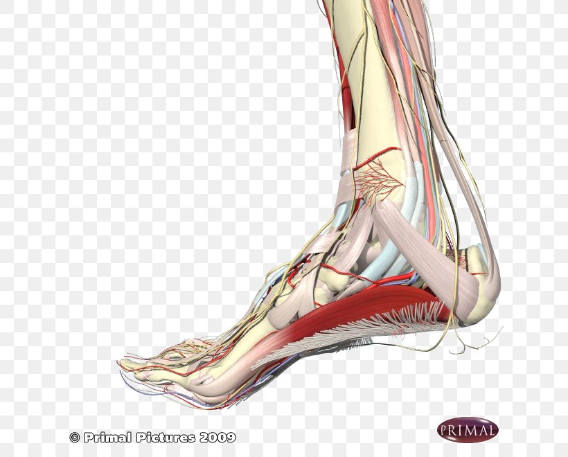 Plantar Fasciitis Foot Plantar Fascia Sole Achilles Tendon, PNG, 660x660px, Watercolor, Cartoon, Flower, Frame, Heart Download Free