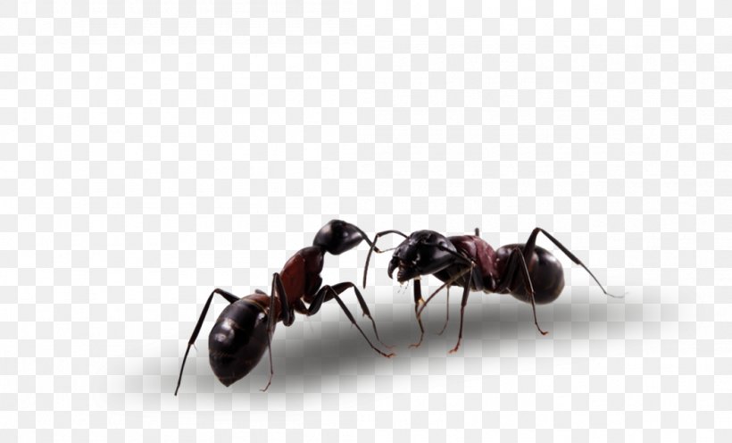 Ant Economics Transport Auto'RZ Car, PNG, 1052x637px, Ant, Arthropod, Artikel, Car, Economics Download Free