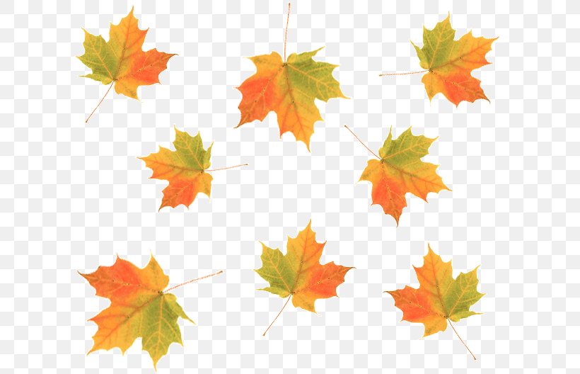Autumn HTML Desktop Wallpaper Leaf, PNG, 619x528px, Autumn, Autumn Leaf Color, Branch, Cascading Style Sheets, Deciduous Download Free