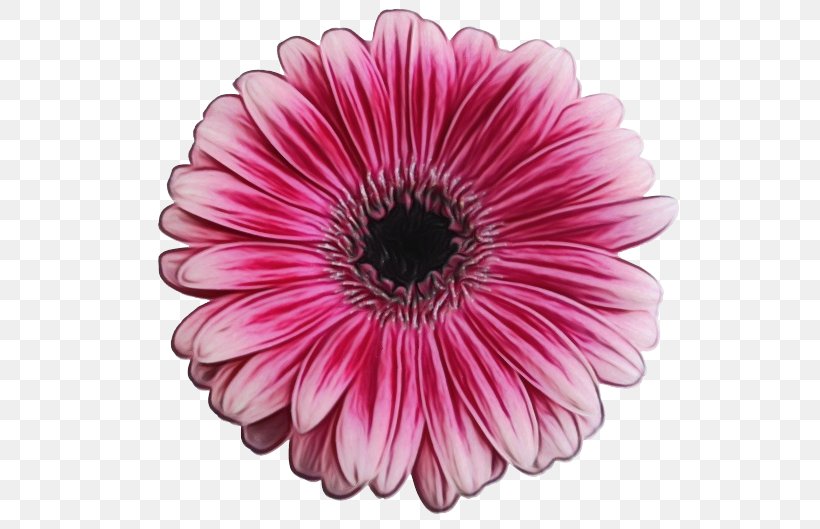 Barberton Daisy Gerbera Flower Petal Pink, PNG, 705x529px, Watercolor, African Daisy, Barberton Daisy, Cut Flowers, Daisy Family Download Free