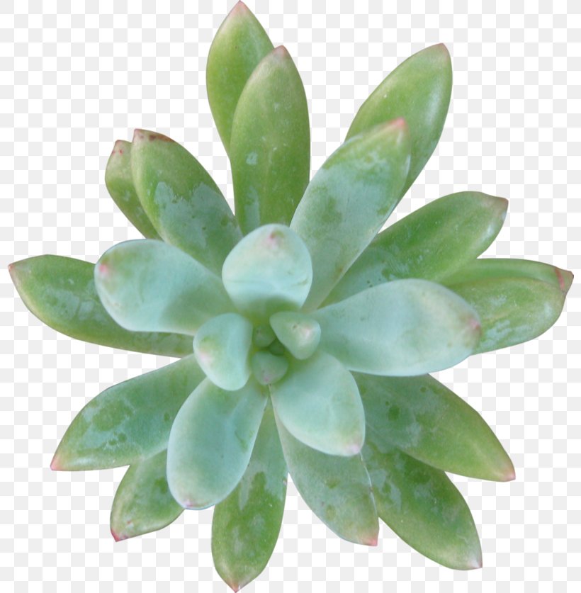 Free Succulent, PNG, 800x837px, Lavender, Crassulaceae, Flower, Flowerpot, Leaf Download Free