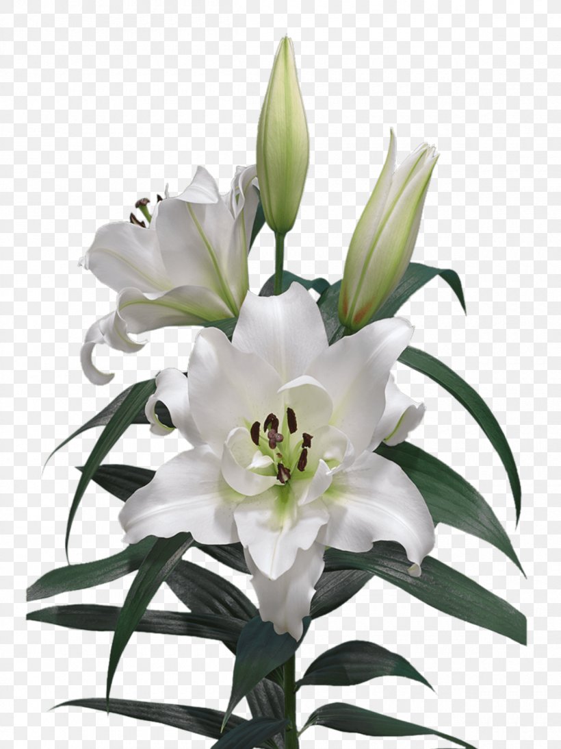 Lilium Cut Flowers Oriental Hybrids Liliaceae, PNG, 1200x1600px, Lilium, Bulb, Cut Flowers, Floral Design, Floristry Download Free