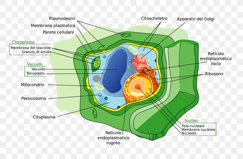 Plant Cell Cell Wall Cell Membrane, PNG, 1600x1051px, Plant Cell, Algae, Biology, Cell, Cell Membrane Download Free