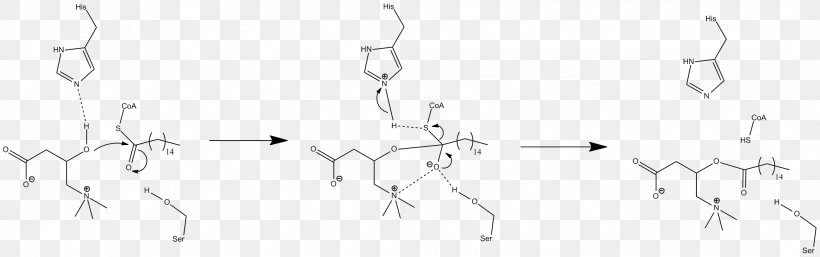 Carnitine Palmitoyltransferase II Carnitine-acylcarnitine Translocase Acyltransferase, PNG, 2137x670px, Watercolor, Cartoon, Flower, Frame, Heart Download Free