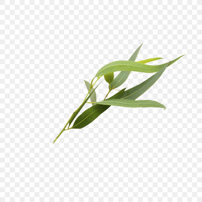 Eucalyptus Polyanthemos Leaf Essential Oil, PNG, 1000x1000px, Eucalyptus Polyanthemos, Essential Oil, Google Images, Grass, Green Download Free