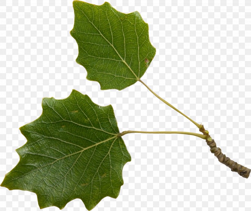 Leaf Twig Plant Stem Tree, PNG, 2757x2329px, Leaf, Aspen, Branch, Cottonwood, Grape Leaves Download Free