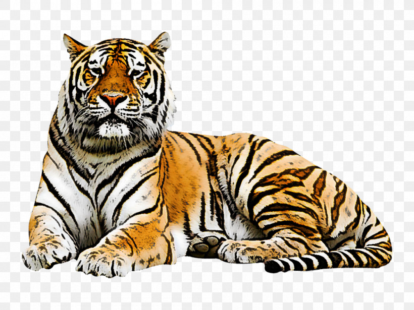 Tiger Wildlife Bengal Tiger Siberian Tiger Whiskers, PNG, 1000x751px, Tiger, Bengal Tiger, Siberian Tiger, Whiskers, Wildlife Download Free