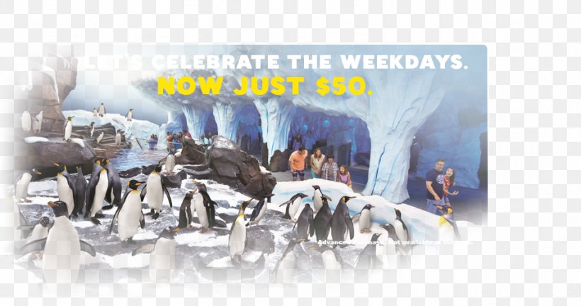 Antarctica: Empire Of The Penguin SeaWorld Orlando Car, PNG, 948x500px, Seaworld Orlando, Advertising, Antarctica, Brand, Car Download Free