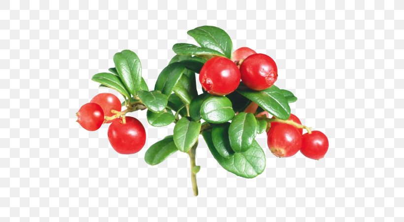 Family Tree Background, PNG, 600x450px, Rose Hip, Acerola, Acerola Family, Arctostaphylos, Arctostaphylos Uvaursi Download Free