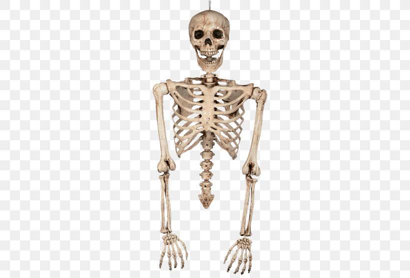 Human Skeleton Bone Arm Human Body, PNG, 555x555px, Skeleton, Arm, Bone, Hand, Homo Sapiens Download Free