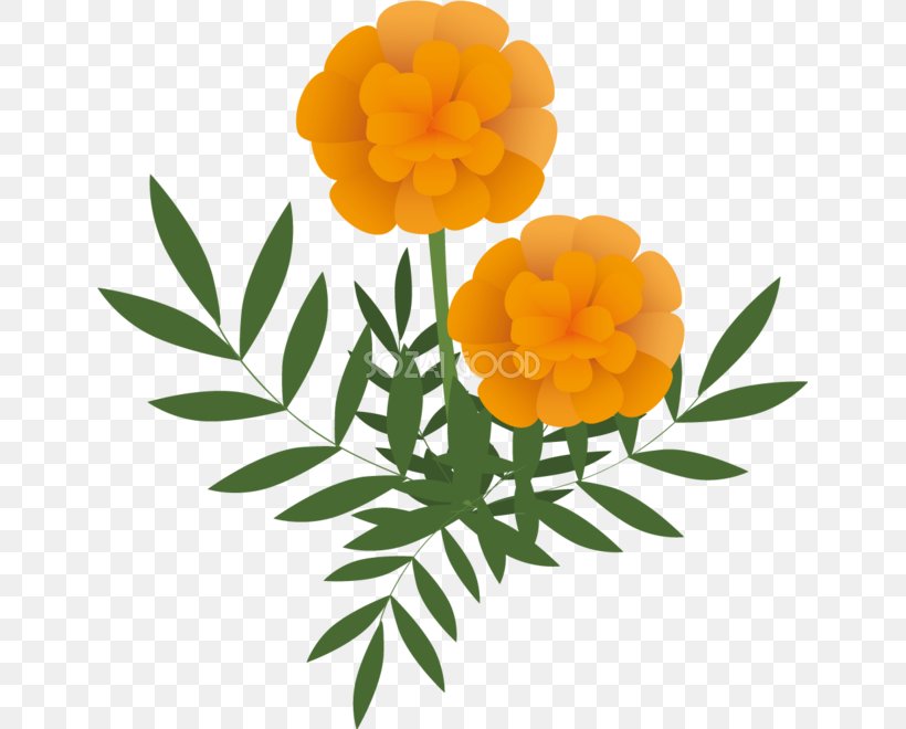 Illustration Marigold Image Flower Man, PNG, 643x660px, Marigold, Cinquefoil, Collagen, English Marigold, Eye Download Free