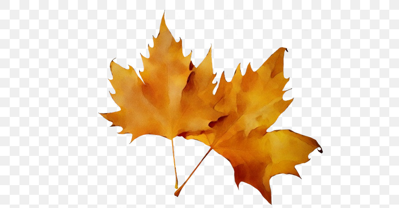 Leaf Autumn Autumn Leaf Color, PNG, 640x427px, Watercolor, Autumn, Autumn Leaf Color, Leaf, Paint Download Free
