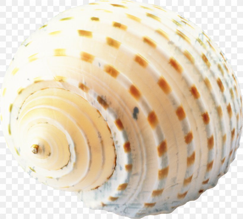 Snail Cartoon, PNG, 1796x1618px, Seashell, Bivalve, Conch, Mollusc Shell, Sea Snail Download Free