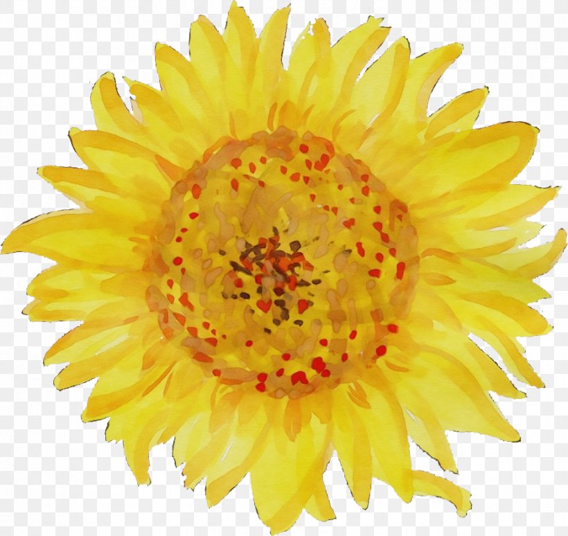 Sunflower, PNG, 927x876px, Watercolor, Cut Flowers, English Marigold, Flower, Flowering Plant Download Free