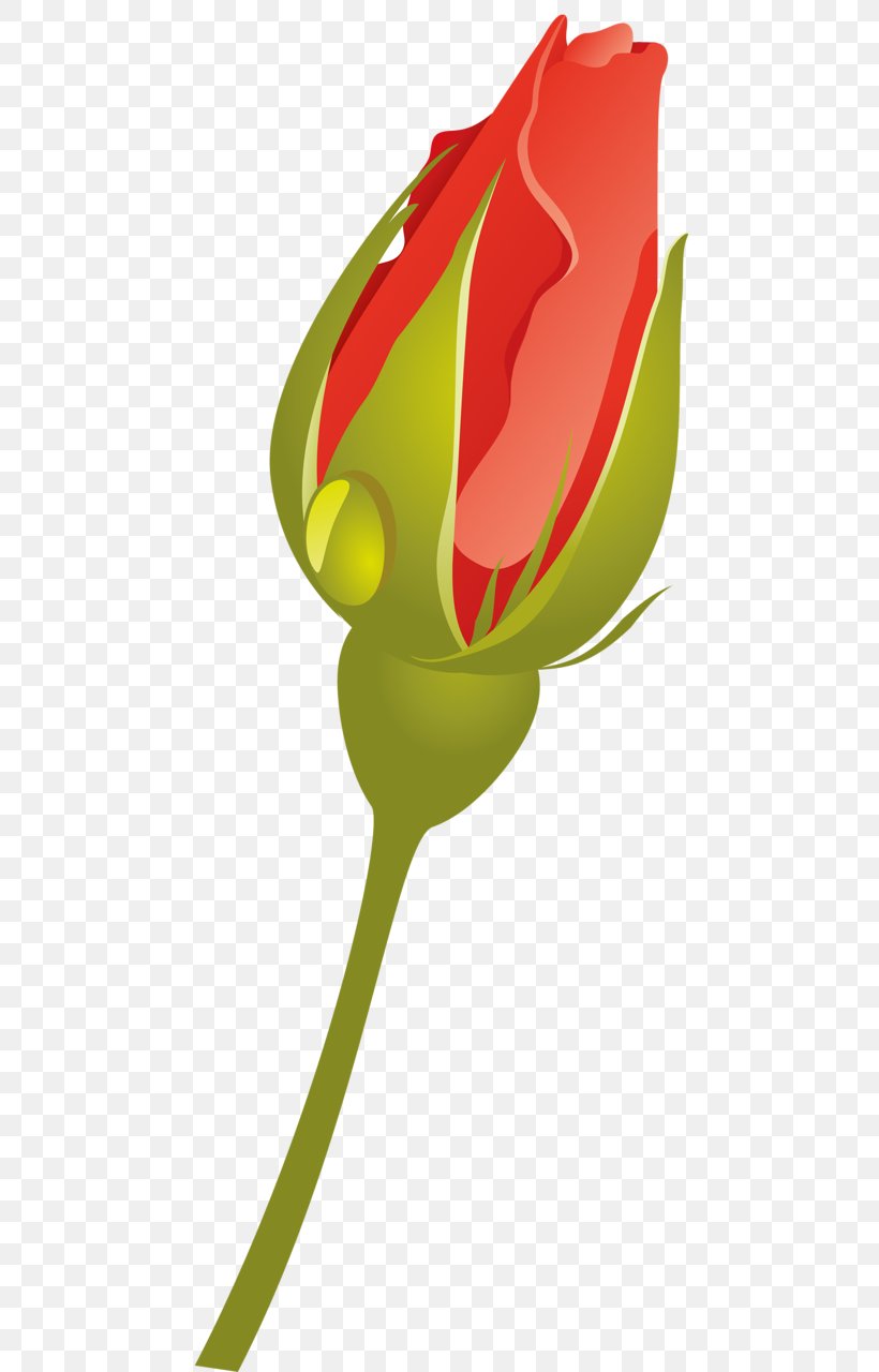Tulip Rose Family Clip Art Plant Stem, PNG, 480x1280px, Tulip, Anthurium, Botany, Flower, Leaf Download Free