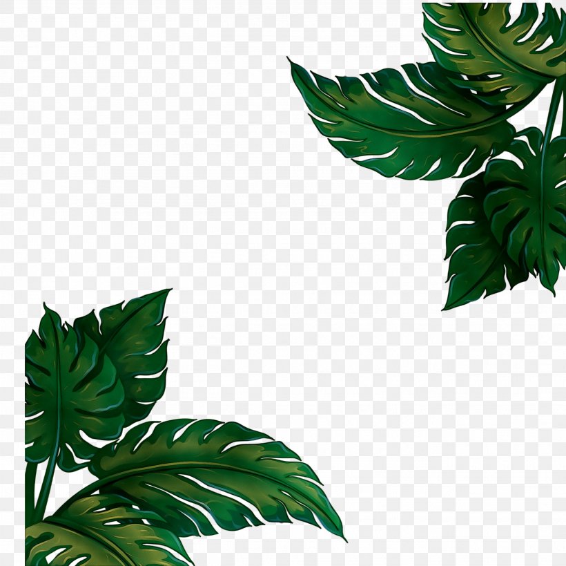Cymbopogon Citratus Lemon Clothing Skirt Plants, PNG, 2632x2632px, Cymbopogon Citratus, Alismatales, Anthurium, Arum Family, Botany Download Free