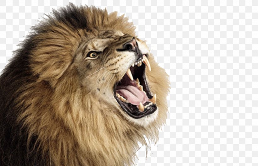 Lion Roar, PNG, 1800x1163px, Lion, Big Cat, Big Cats, Carnivoran, Cat Like Mammal Download Free