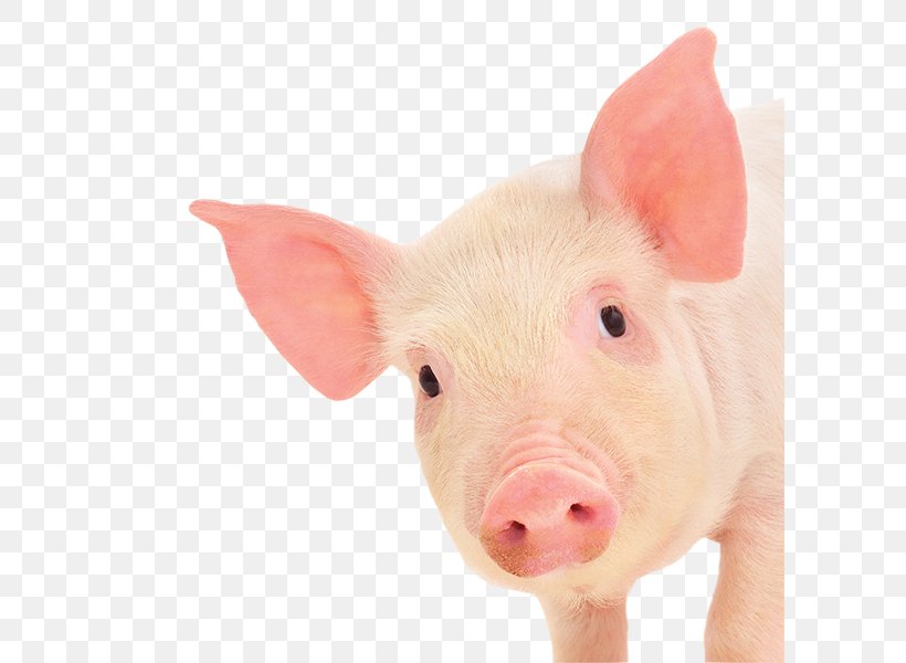 Miniature Pig Piglet Pig's Ear, PNG, 600x600px, Miniature Pig, Animal, Animal Model, Domestic Pig, Livestock Download Free
