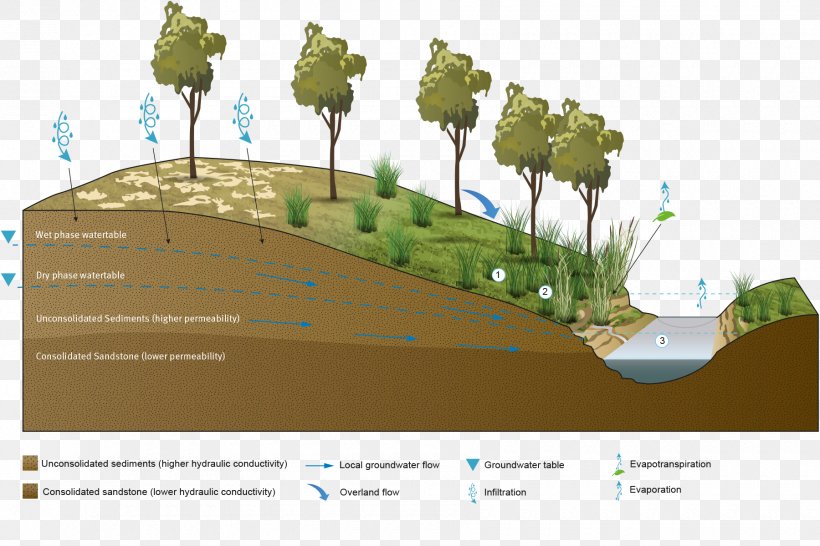 Palustrine Wetland Hydric Soil Groundwater, PNG, 1800x1200px, Wetland, Architecture, Biome, Cyperaceae, Diagram Download Free