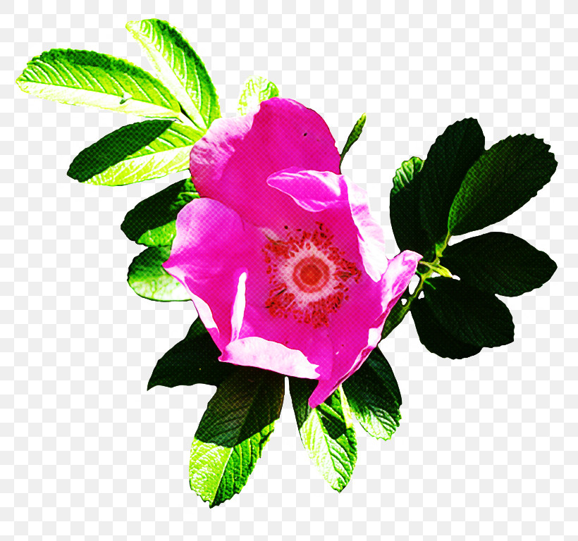 Rose, PNG, 819x768px, Flower, Branch, Impatiens, Petal, Pink Download Free