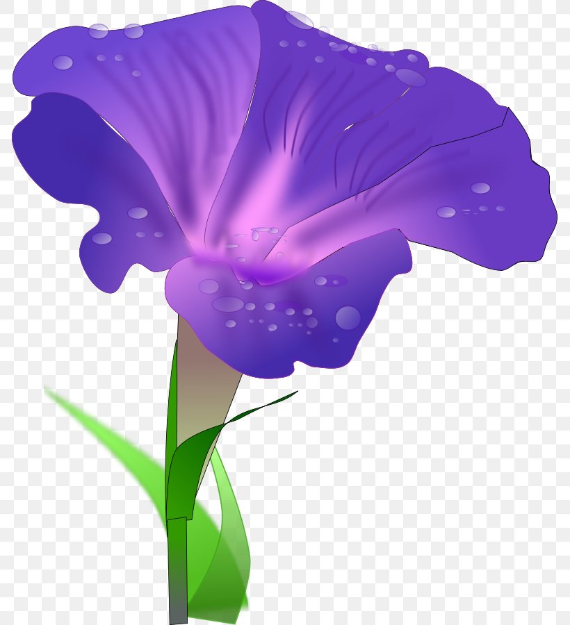 Water Spinach Morning Glory Ipomoea Purpurea Ipomoea Nil Clip Art, PNG, 785x900px, Water Spinach, Drawing, Flower, Flowering Plant, Free Content Download Free