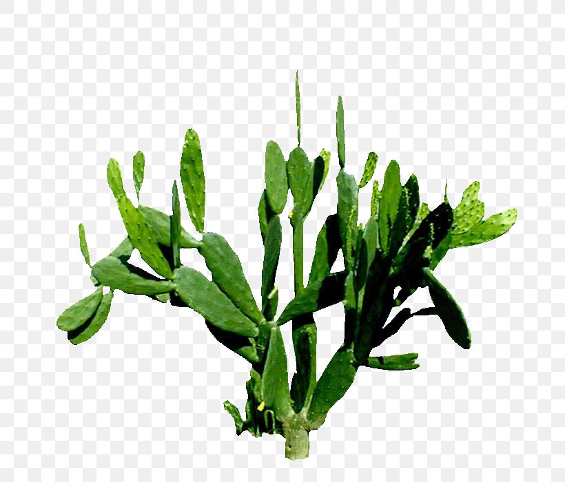 Cactaceae Plant Painting, PNG, 700x700px, Cactaceae, Daffodil, Echinopsis Oxygona, Flower, Google Images Download Free