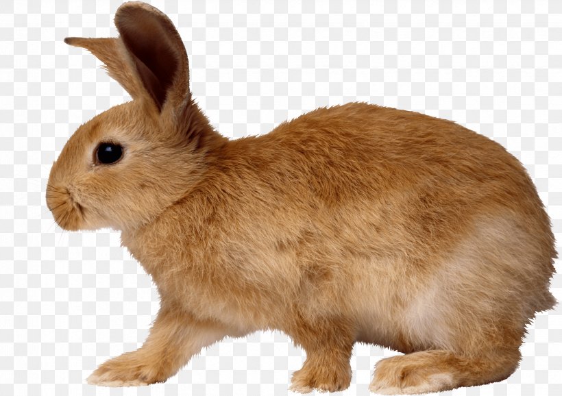 European Rabbit Cottontail Rabbit, PNG, 3317x2341px, Hare, Angel Bunny, Cottontail Rabbit, Domestic Rabbit, Dwarf Rabbit Download Free
