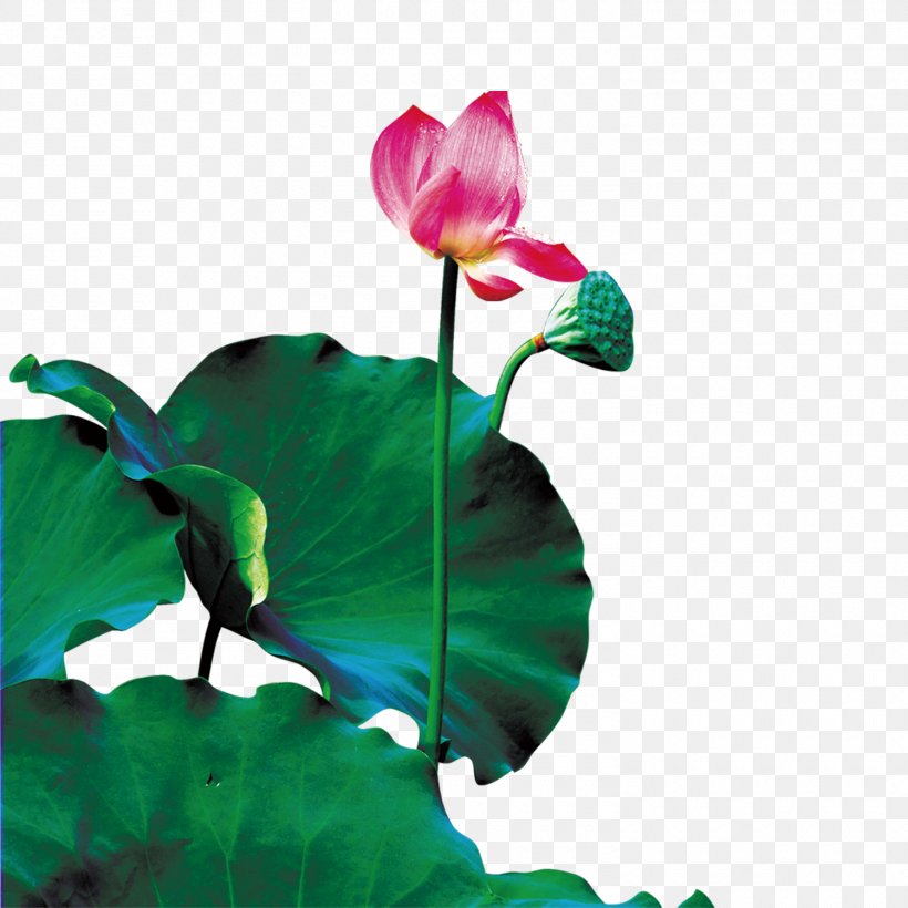 Nelumbo Nucifera Drop Lotus Seed, PNG, 1500x1500px, Nelumbo Nucifera, Dew, Drop, Flora, Flower Download Free