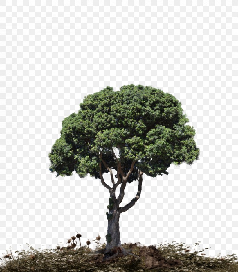 Tree Landscape Download, PNG, 836x955px, Tree, Evergreen, Houseplant, Landscape, Landscape Architecture Download Free