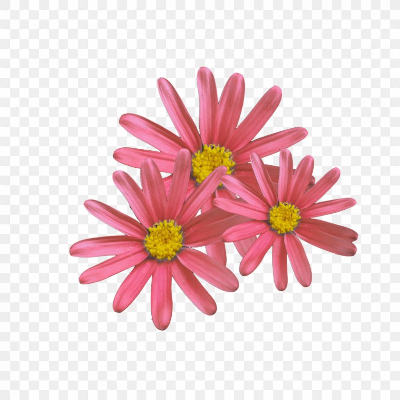 Western Express Highway Malad East Flower Astrology Corel Photo-Paint, PNG, 1200x1200px, Flower, Aster, Astrology, Chrysanthemum, Chrysanths Download Free