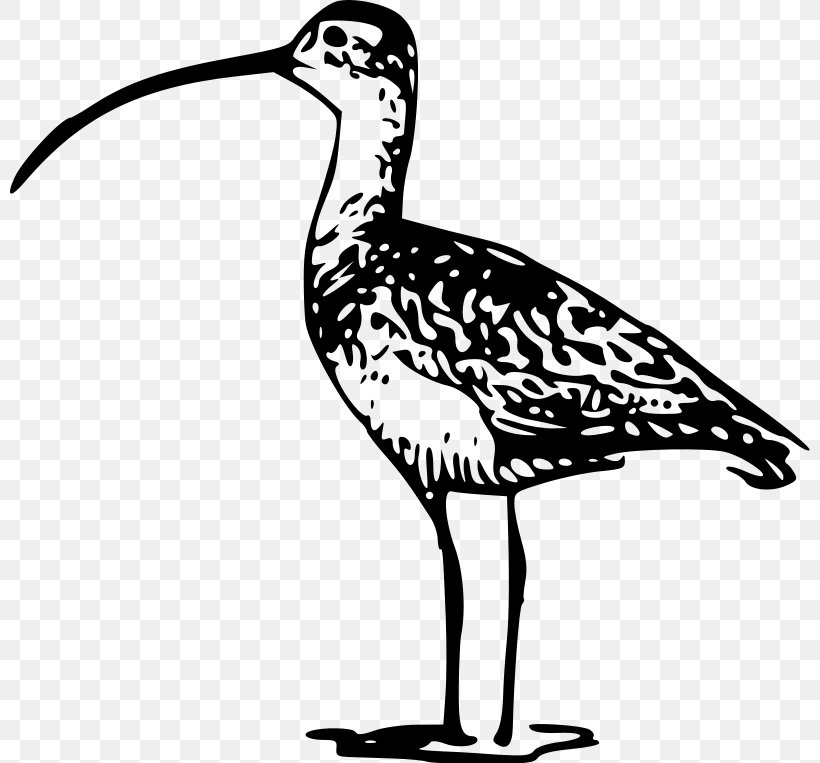 Bird Long-billed Curlew Clip Art, PNG, 800x763px, Bird, Artwork, Beak, Black And White, Bristlethighed Curlew Download Free